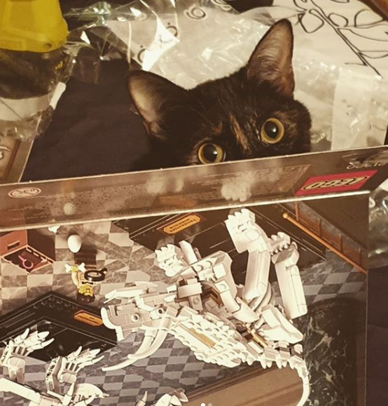 RisqueAlpha's tweet photo. @DrGroquik @JulienDegremont @Ascl_Pios C'est vrai ! 😁
Alors que, le vrai danger, c'est d'avoir le prédateur naturel du Lego de décoration à la maison. https://t.co/3SbTGjYE2U