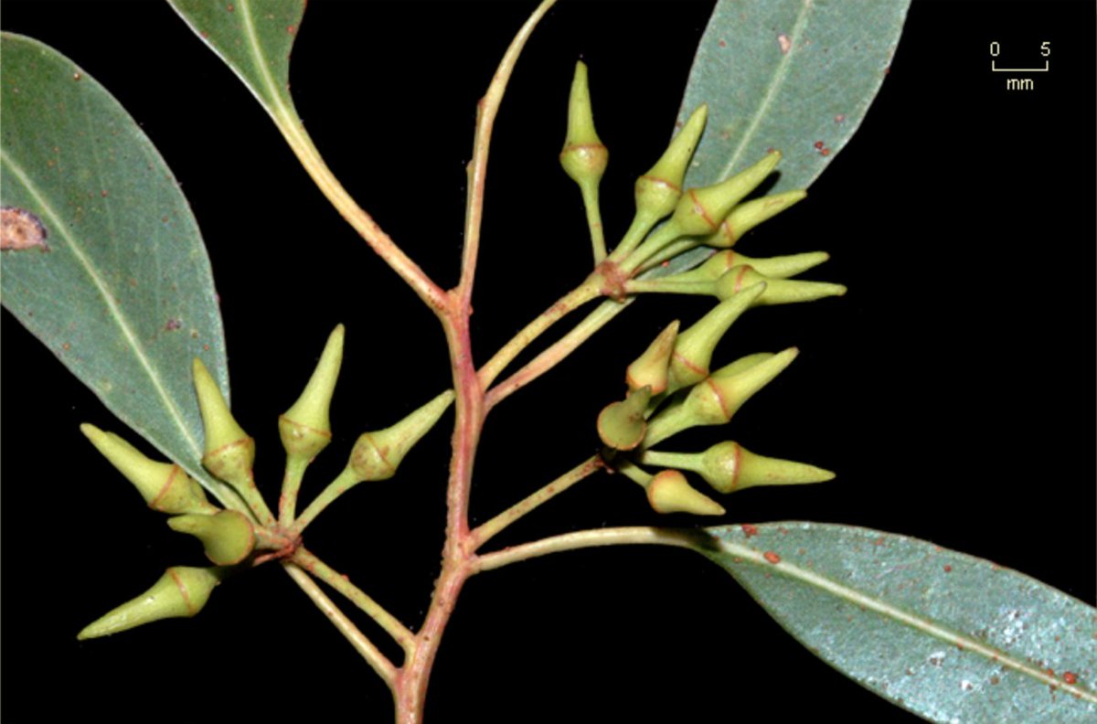 Finally, Eucalyptus camaldulensis subsp. simulata has long, horn-like opercula that can be slightly hooked.  http://keyserver.lucidcentral.org:8080/euclid/data/02050e02-0108-490e-8900-0e0601070d00/media/Html/Eucalyptus_camaldulensis_subsp._simulata.htm 7/x
