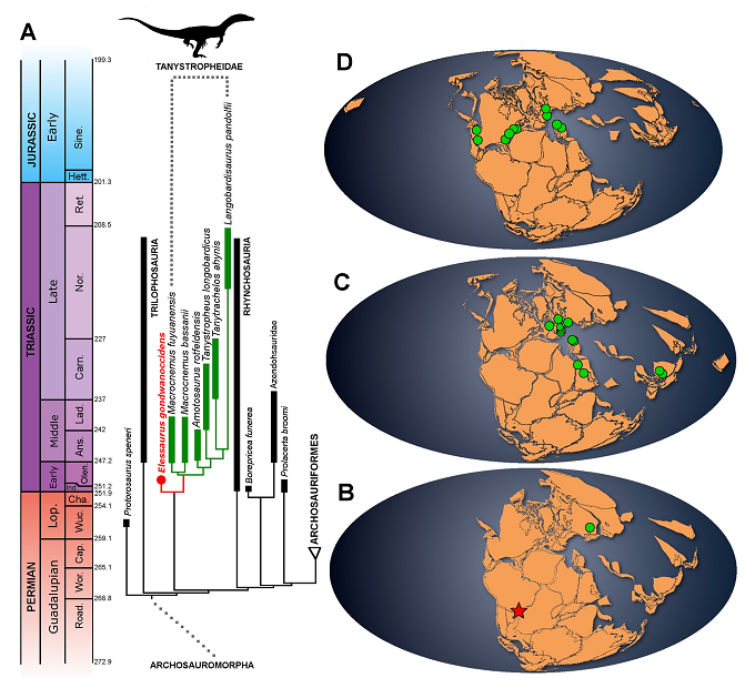 PD_Mocho's tweet photo. Welcome to #Elessaurus gondwanoccidens, a new archosauromorph from #Brasil, South America. Take a look on this paper by De-Oliveira et al. in: https://t.co/14Y9Sk1SvF
#Paleontology #archosauromorphs #evolution #biology #geology #Brazil https://t.co/IXXZ0O00ut