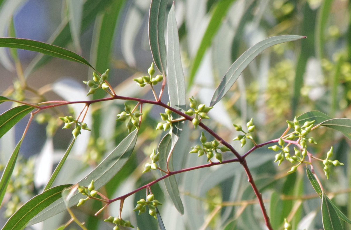 We'd love to hear which subspecies lives near you, and the connection you feel to this  #tree from your home. If you need help with identification, comment on this thread with a picture of the buds and the region it was seen in.Our local subspecies is camaldulensis!  #ozplants 9/9