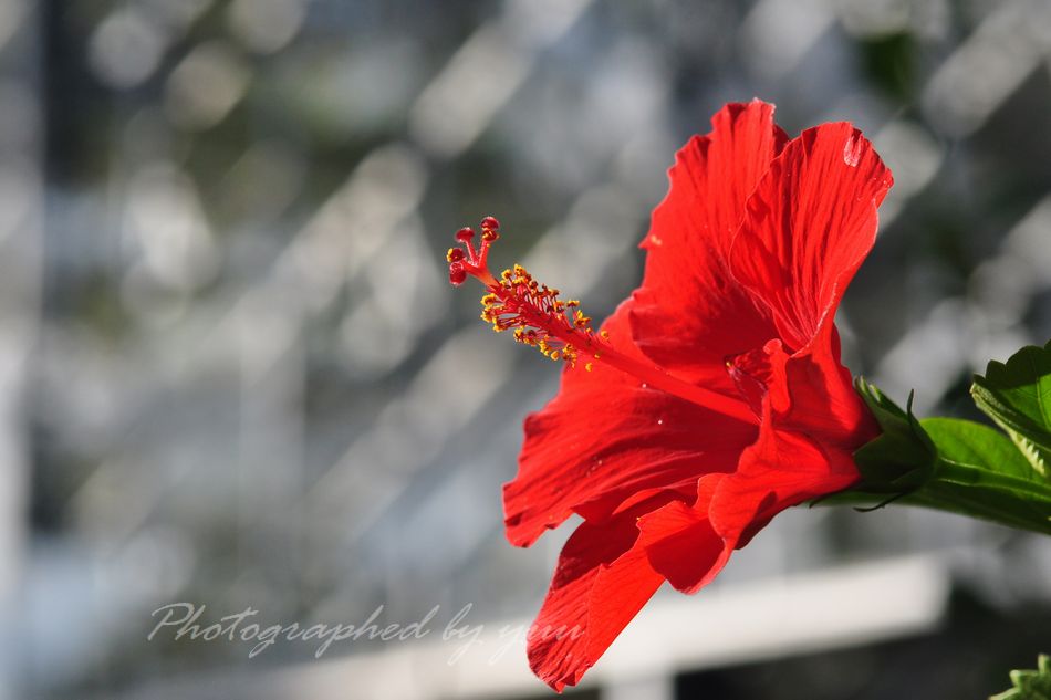 南国の花 南国の花