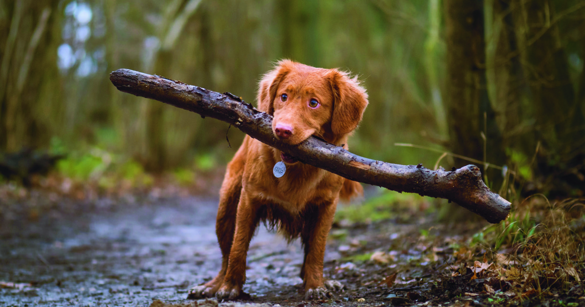 With the current challenge of only being allowed out to exercise for 1 hour a day, is your dog getting bored? Here are a few suggestion to alleviate dog boredom. #dog #canine thesprucepets.com/bust-your-dogs…