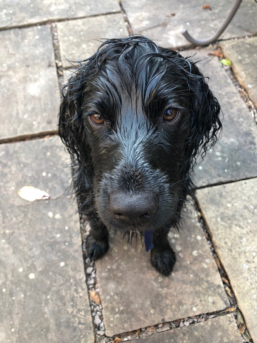 bsporty1's tweet photo. The sprinkler was out yesterday in the bsporty garden- running, jumping, having fun and not counting the minutes upon minutes of healthy exercise- even the dog got involved! #simplesport #StayHomeSaveLives #StayHomeStaySafe https://t.co/FEIC8wB2BB