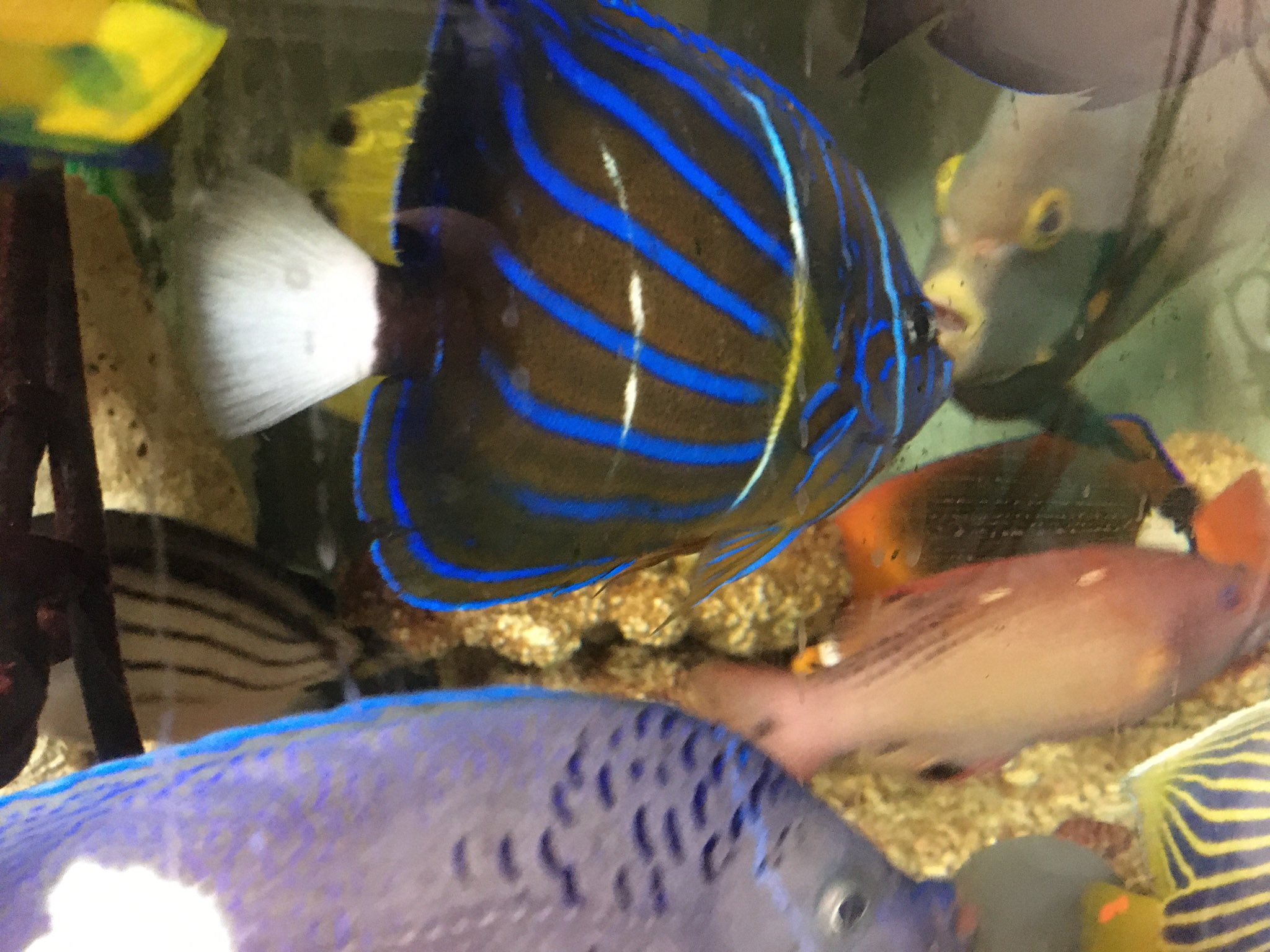 まりりん ワヌケヤッコです 買った時は５cmぐらいでした 実はこのヤッコは初めて買いました なかなか綺麗なヤッコですね 海水魚 海水魚飼育 海水魚混泳 熱帯魚 エンゼルフィッシュ ロイヤルナイフ ヤマウツボ 小型ヤッコ 大型ヤッコ