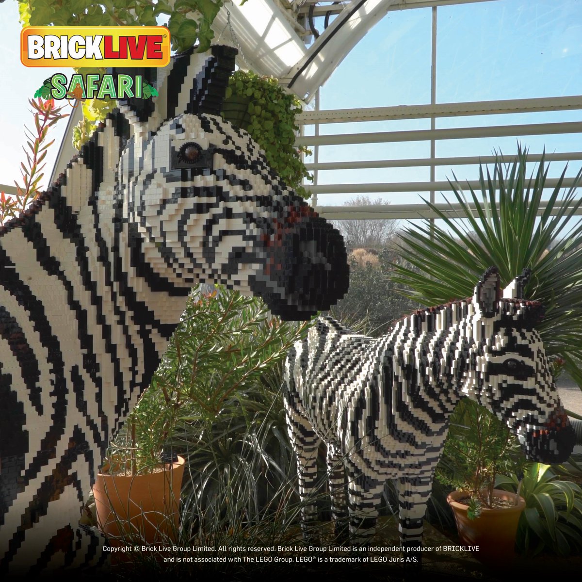 BRICKLIVEGroup's tweet photo. Zebra time!!!! https://t.co/bDAcUKwidw