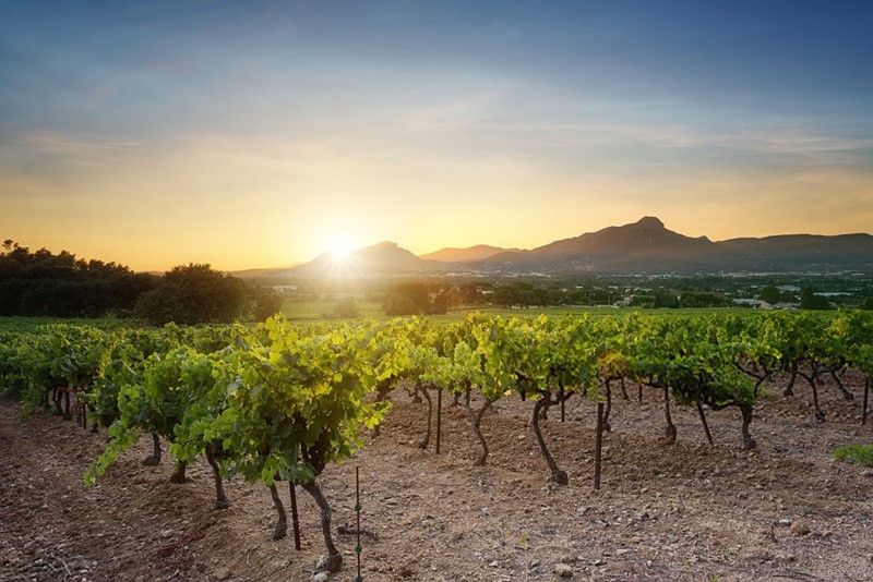 Como afecta el tipo de suelo al vino buff.ly/32TAa6Z #vino #culturadelvino #bodegas #enoturismo #segovia #vinoymoda