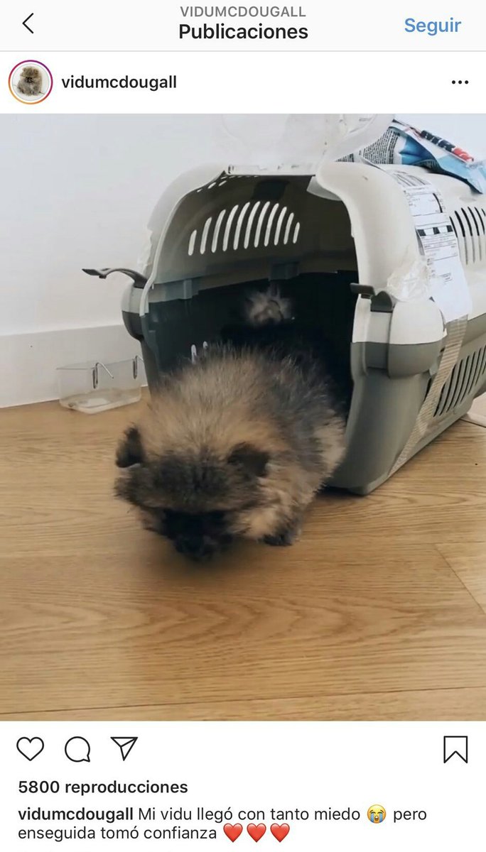 nere13eh's tweet photo. Define asco: que te traigan a tu perro COMPRADO por MRW desde un sitio que se llama luxurytoypuppies como si fuese un luxurybolso. 
Esto es asqueroso hasta para Pelayo. https://t.co/INEMAlkVOU