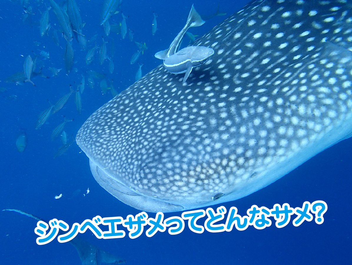 今回は、ジンベエザメの生態についてご紹介です(^^)
ラピスのダイビング・シュノーケリングの体験コースでも人気のジンベエザメコース。ジンベエザメについて知っておくと、より楽しくジンベエザメに触れ合うことができますよ！
詳しくはこちらをご覧ください(^▽^)
lapice.biz/info/guide/234…