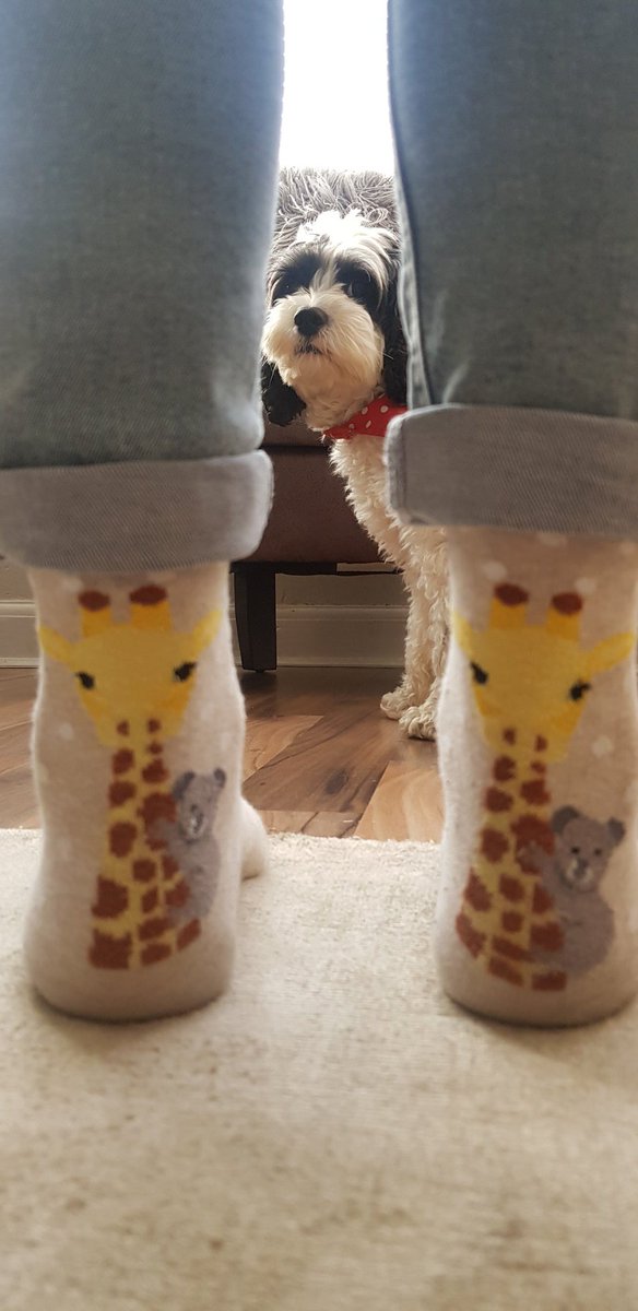KirstySiviter's tweet photo. Lockdown sock game is strong today. Rocky approves (I think). What lockdown socks are you rockin today? #StrongerTogether #community #lockdownsocks https://t.co/pSGGl6DDTu