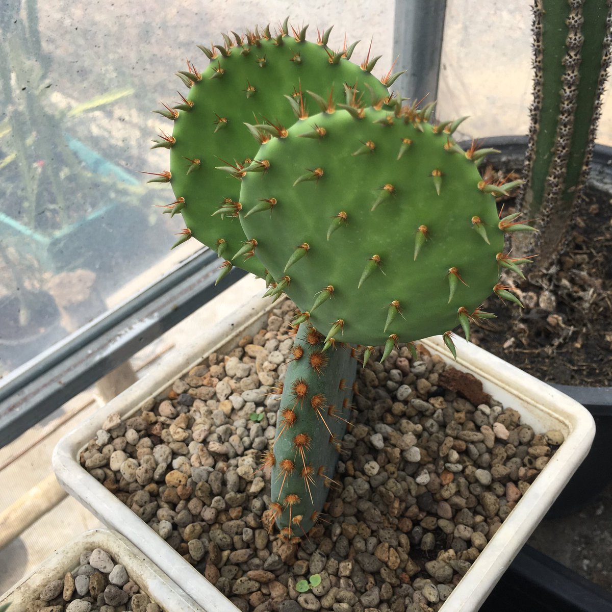 primetimezone1's tweet photo. #Opuntia #cactus https://t.co/ScvWt7fQlO