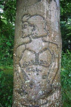Driving through Tilshead and a first stop [1]. There are many tree-carvings across the Plain: here is the finest – its amongst other American carvings dated Sept 12th 1944 – when the Americans were crossing into Germany. Always wonder if this guy made it though.  #SPTAarchaeology