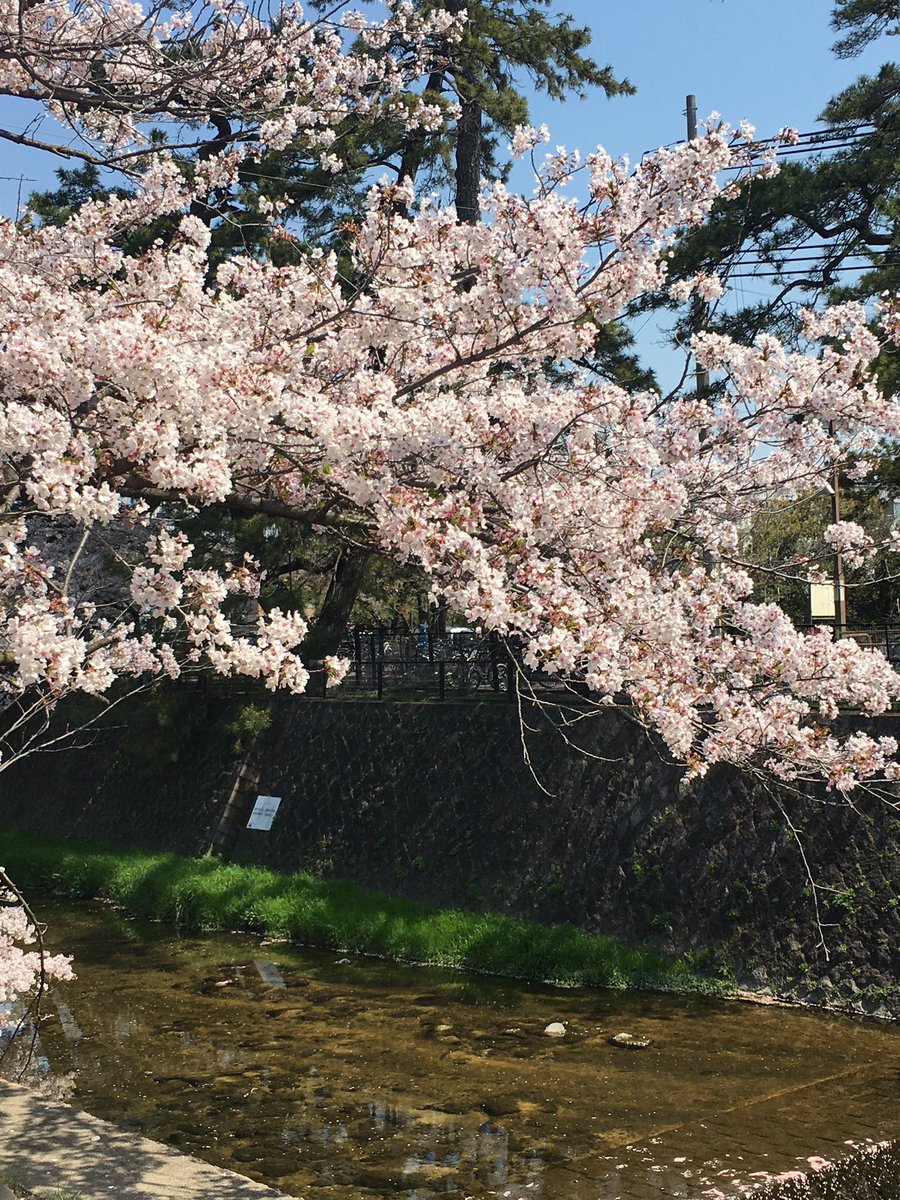 暫く使わないキーボードを公民館に返しに来ました。青空に夙川の桜が映えます。