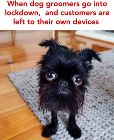 GroupGrowerCO's tweet photo. do you have a #Dog and your #doggroomer is in #lockdown but he needs a #HaircutAtHome ? Check this out: https://t.co/jsMxe4SQ6a

#StayAtHome #coronavirus #fun https://t.co/pqdHHx6J0B