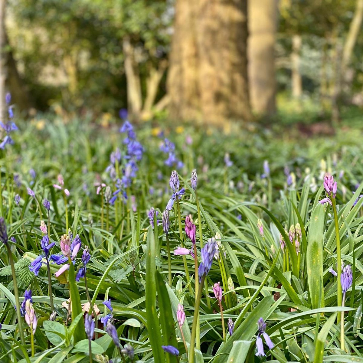 Bluebell Wood <a href="/BostockHallEst/">Bostock Hall Country Estate</a> flowering already 💚 #bluebells #bluebellseason 💙