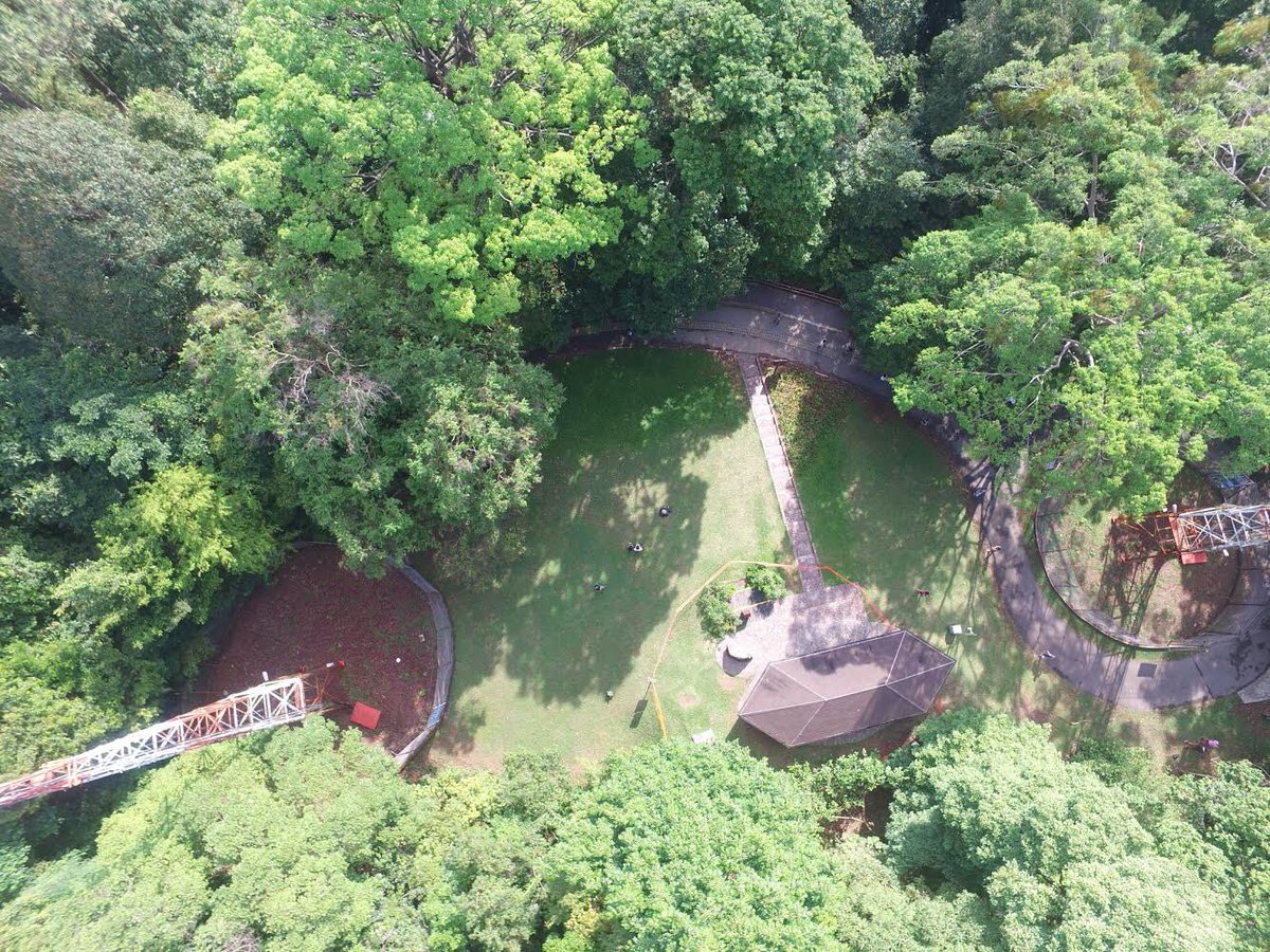 Photo: NParks The aerial shot at the Bukit Timah summit taken by the NParks’ drone at 9.45am this morning.