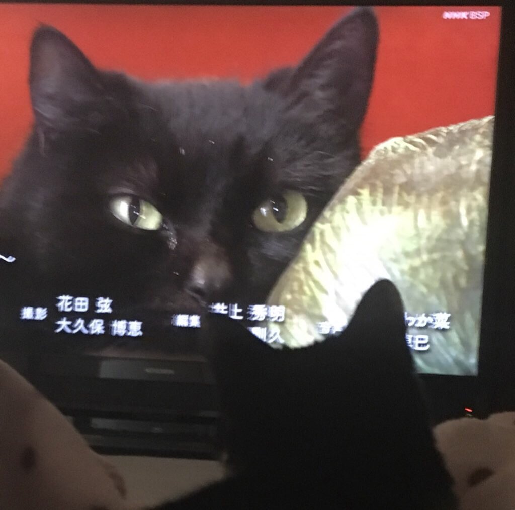 ヨーロッパ黒猫紀行