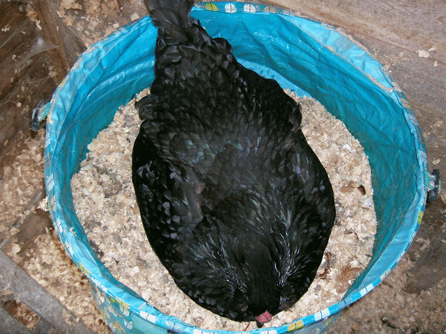DeniseNesbitt's tweet photo. Bev was a broody hen, a clucker 2016 we brought her some fertile eggs. Whilst she was laying her eggs were not fertile after the passing of Ernest
Early morning would often see her have a quick walk round the paddock and have a dust bath.
21 days till hatch time. @under_blue_sky https://t.co/OZmdafbGkX