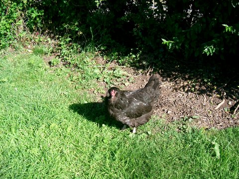 DeniseNesbitt's tweet photo. Bev was a broody hen, a clucker 2016 we brought her some fertile eggs. Whilst she was laying her eggs were not fertile after the passing of Ernest
Early morning would often see her have a quick walk round the paddock and have a dust bath.
21 days till hatch time. @under_blue_sky https://t.co/OZmdafbGkX