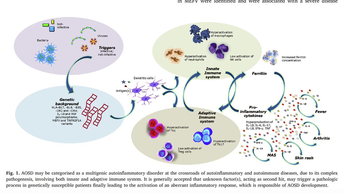 During  #COVID19 and  #PostCOVID19, Physios must be understood better the pathogenesis, but the know-how in diseases could be support NOW; Still's disease (with Macrophage activation syndrome)  https://www.ncbi.nlm.nih.gov/pubmed/30077425   @eular_org  @PhilipGardiner  @reumacia