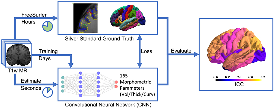 Fast and accurate brain #morphometry estimation directly from T1w MRI? Yes, that's possible! Using a Deep Learning approach described by Rebsamen, Rummel and Wiest (all SCAN) in collaboration with <a href="/mreyesag/">Mauricio Reyes</a> and <a href="/yrsuter/">Yannick Suter</a> <a href="/inselgruppe/">Insel Gruppe</a> <a href="/unibern/">Universität Bern</a> <a href="/FrontNeurol/">Frontiers - Neurology</a>  frontiersin.org/articles/10.33…