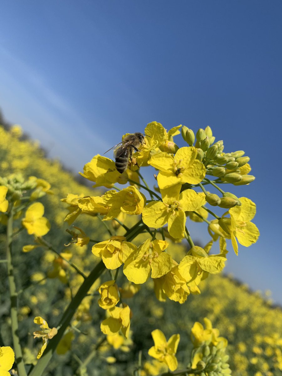 #jeudiphoto À tous ceux qui sont #confinés et n’auront pas l’occasion d’apprécier le #colza en fleur cette année. #enjoyathome #instantbucolique