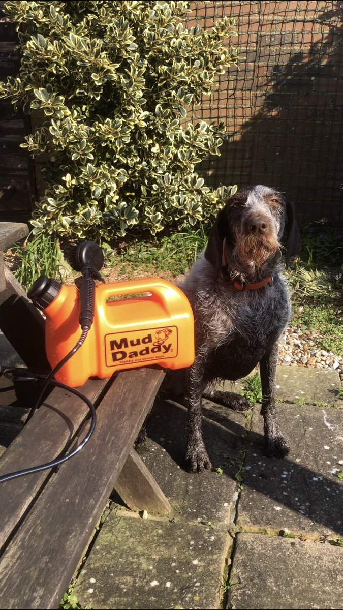 HayhurstBoo's tweet photo. Needed to be cleaned after this morning’s walk #MeetBoo  @hellomuddaddy #orange #supereasy #pointerproblems #dog #cleandog #pamperday #spa #wetdog https://t.co/Whet0Vfo9m