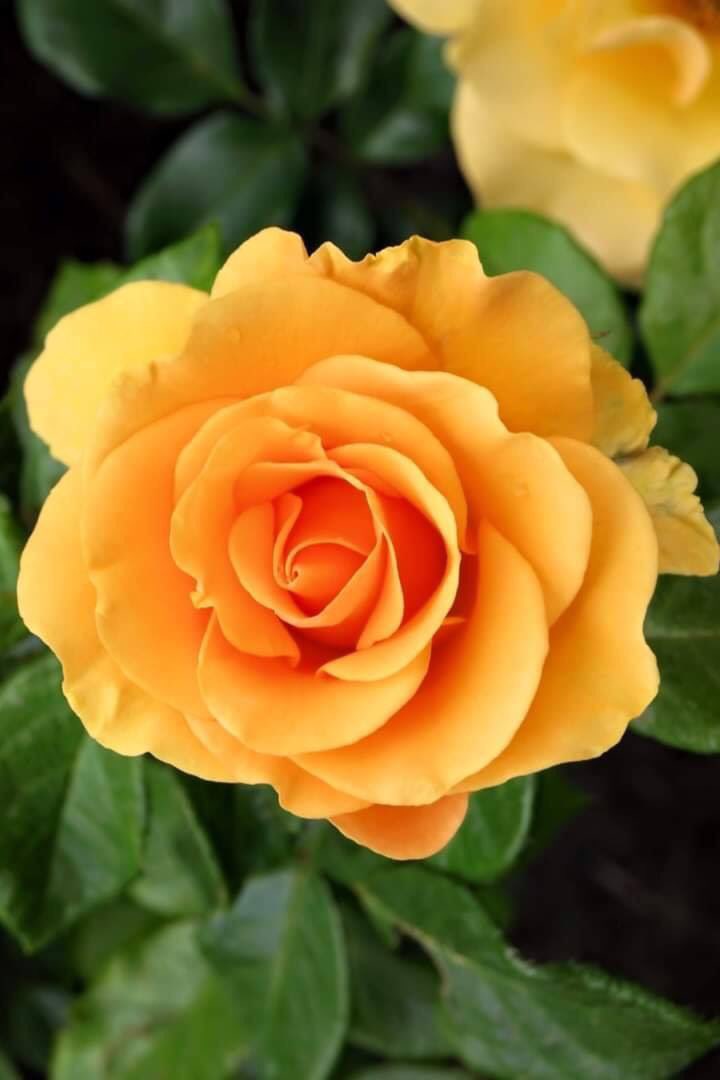 Aynı kitapları okur, aynı filmleri izler, aynı müzikleri dinlerdik. Herkesten farklıydık biz, biz gerçekten ayrıydık. Şimdi ne okusam, ne izlesem, ne dinlesem hemen elim telefona gidiyor sonra o eskidendi diyorum çünkü biz artık gerçekten ayrıydık.😢🌷🌿