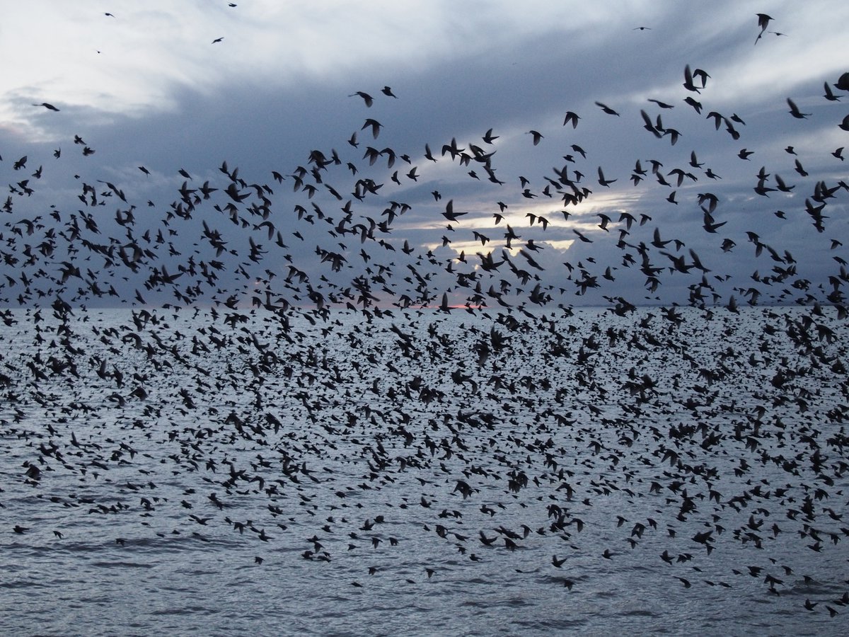 While writing the book, communities throughout the world showed me how transformative change becomes possible. As with a starling murmuration, it can begin with single voices, made potent through union. 8/