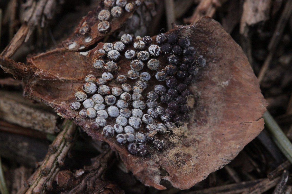 RPilze's tweet image. Thekopsora areolata ex Picea abies

#Thekopsoraareolata #Thekopsora #Pucciniastrumareolatum #Pucciniastrum #Fichtenzapfenrost #rost #rostpilz #rust #rustfungus #Fichte #Picea #Piceaabies #mushroom #mushrooms #fungus #fungi #pilz #pilze #champignons #champignon #nature #natur