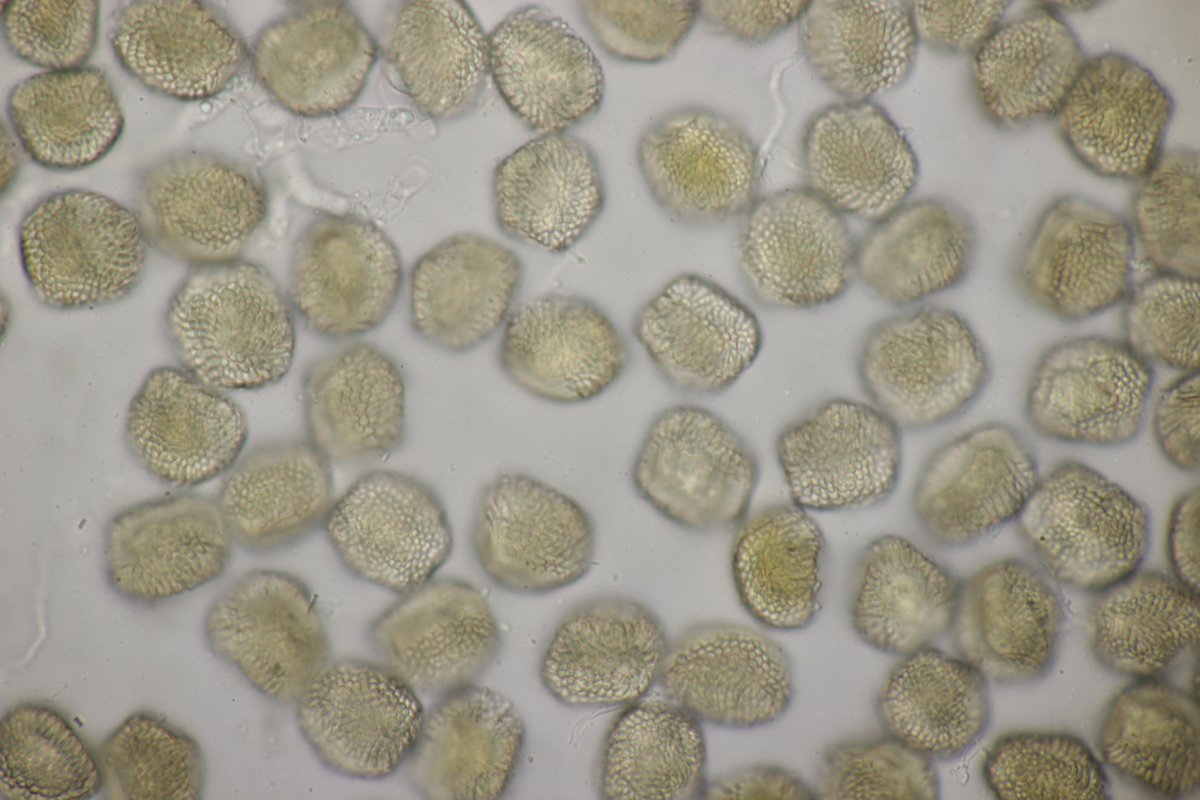 RPilze's tweet image. Thekopsora areolata ex Picea abies

#Thekopsoraareolata #Thekopsora #Pucciniastrumareolatum #Pucciniastrum #Fichtenzapfenrost #rost #rostpilz #rust #rustfungus #Fichte #Picea #Piceaabies #mushroom #mushrooms #fungus #fungi #pilz #pilze #champignons #champignon #nature #natur