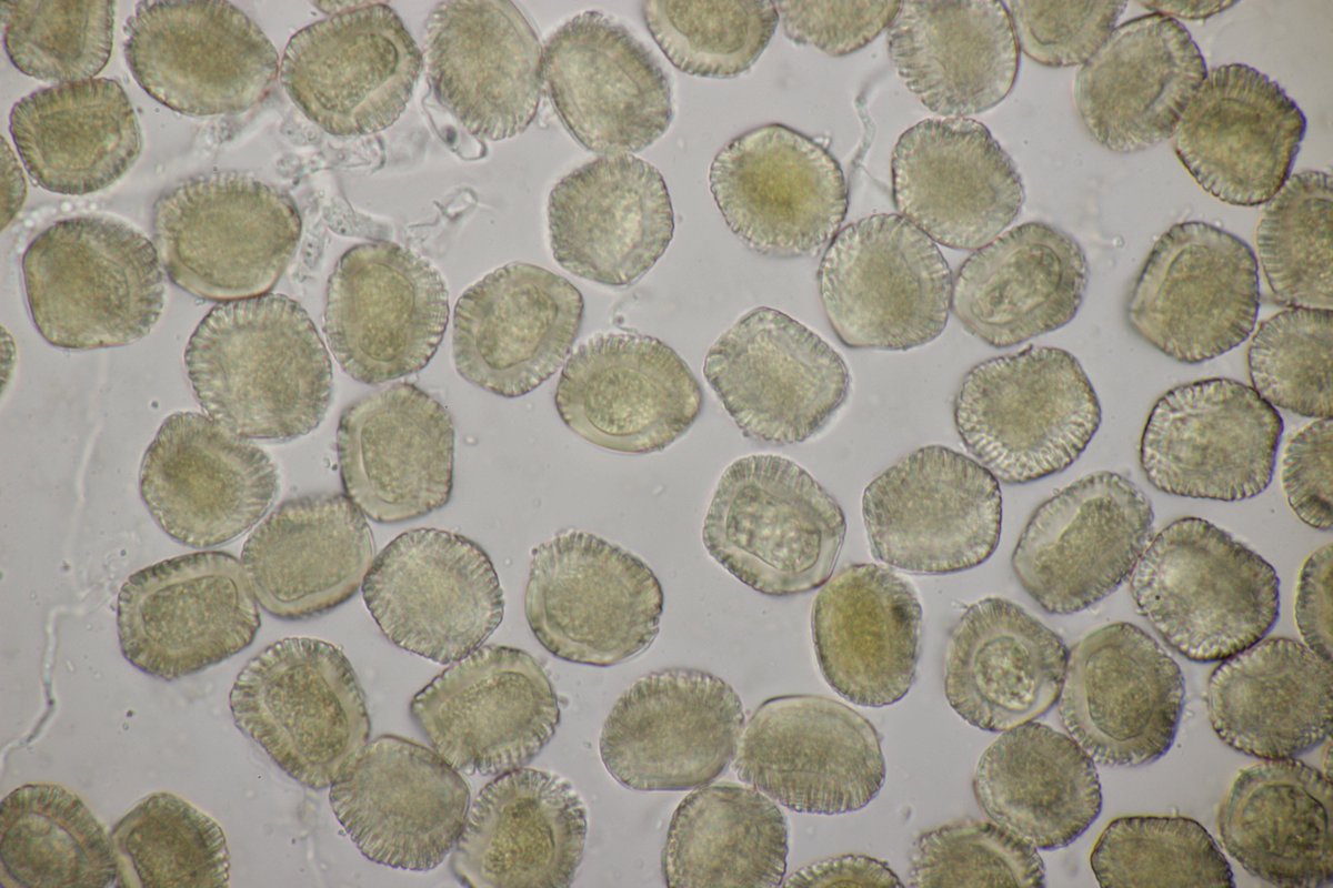 RPilze's tweet image. Thekopsora areolata ex Picea abies

#Thekopsoraareolata #Thekopsora #Pucciniastrumareolatum #Pucciniastrum #Fichtenzapfenrost #rost #rostpilz #rust #rustfungus #Fichte #Picea #Piceaabies #mushroom #mushrooms #fungus #fungi #pilz #pilze #champignons #champignon #nature #natur