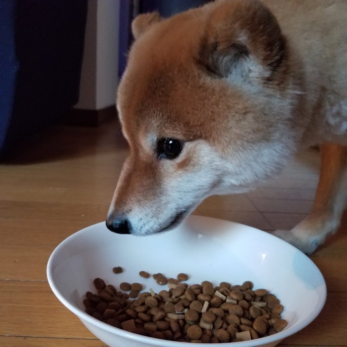 柴犬ご飯