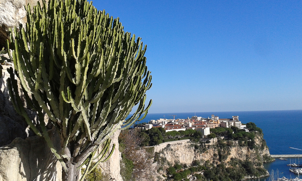 #jardinexotique #Monaco 
grandsudinsolite.fr/1665-principau…