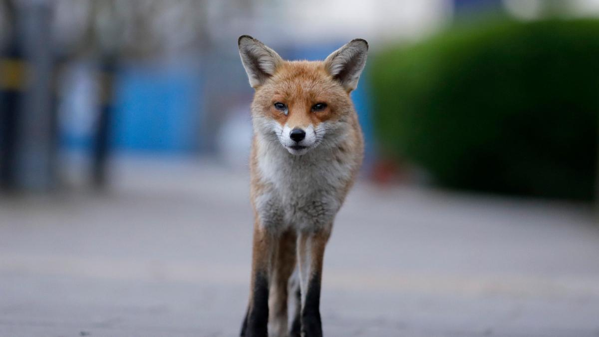 Weil die Straßen leer sind, kommen die Tiere zurück to.welt.de/GfCj47L