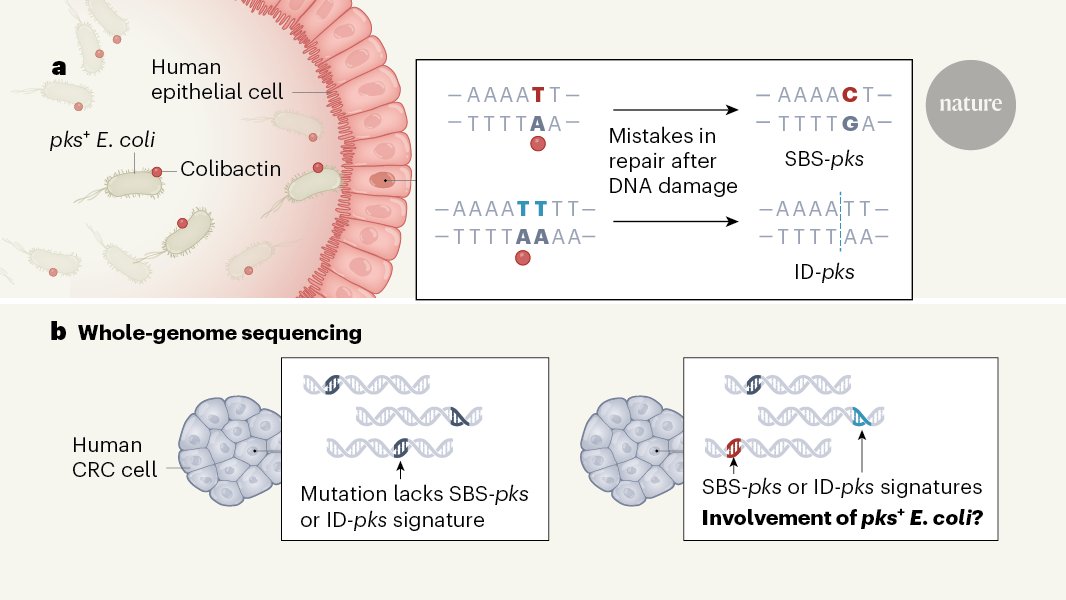 Eller Majroe om Nature News & Views on Twitter: "Does a gut bacterium drive mutations found  in colon cancer? https://t.co/ITcMCEJm29… "