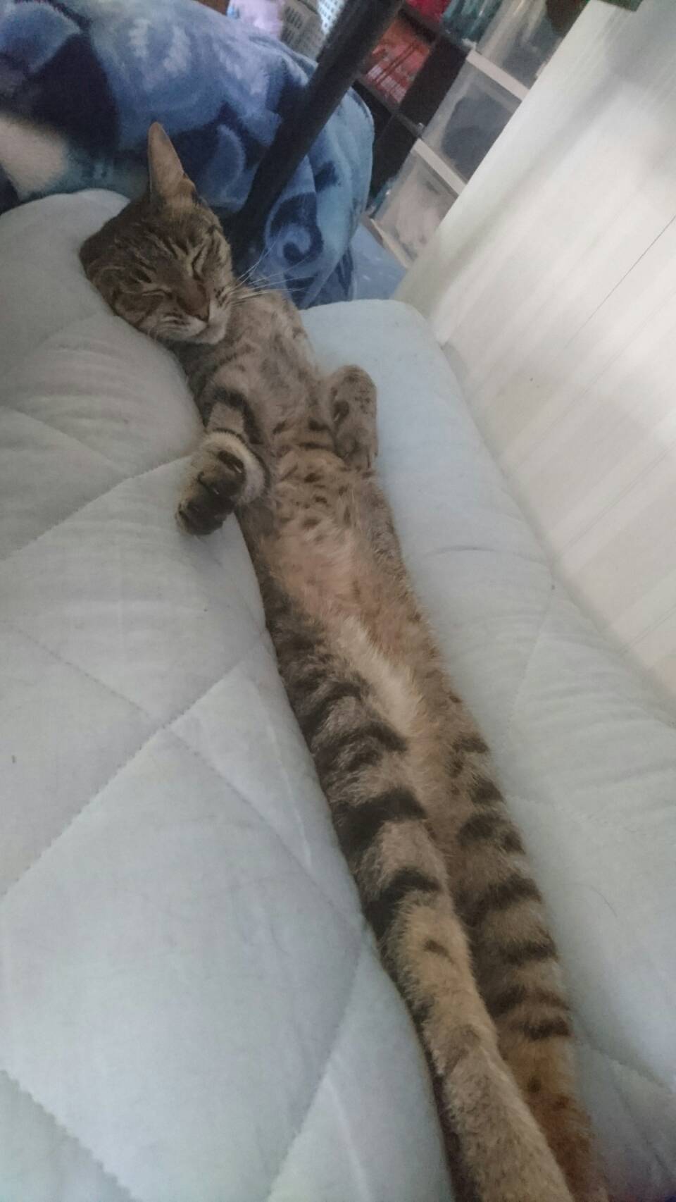 なっが 幸せそうに寝てる可愛い猫ちゃんだけど 伸びすぎ 話題の画像プラス なっが 幸せそうに寝てる可愛い猫ちゃんだけど 伸びすぎ 話題の画像プラス
