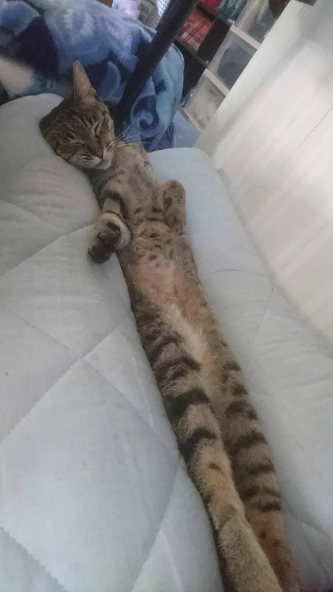 なっが…ｗｗ幸せそうに寝てる可愛い猫ちゃんだけど、伸びすぎ！