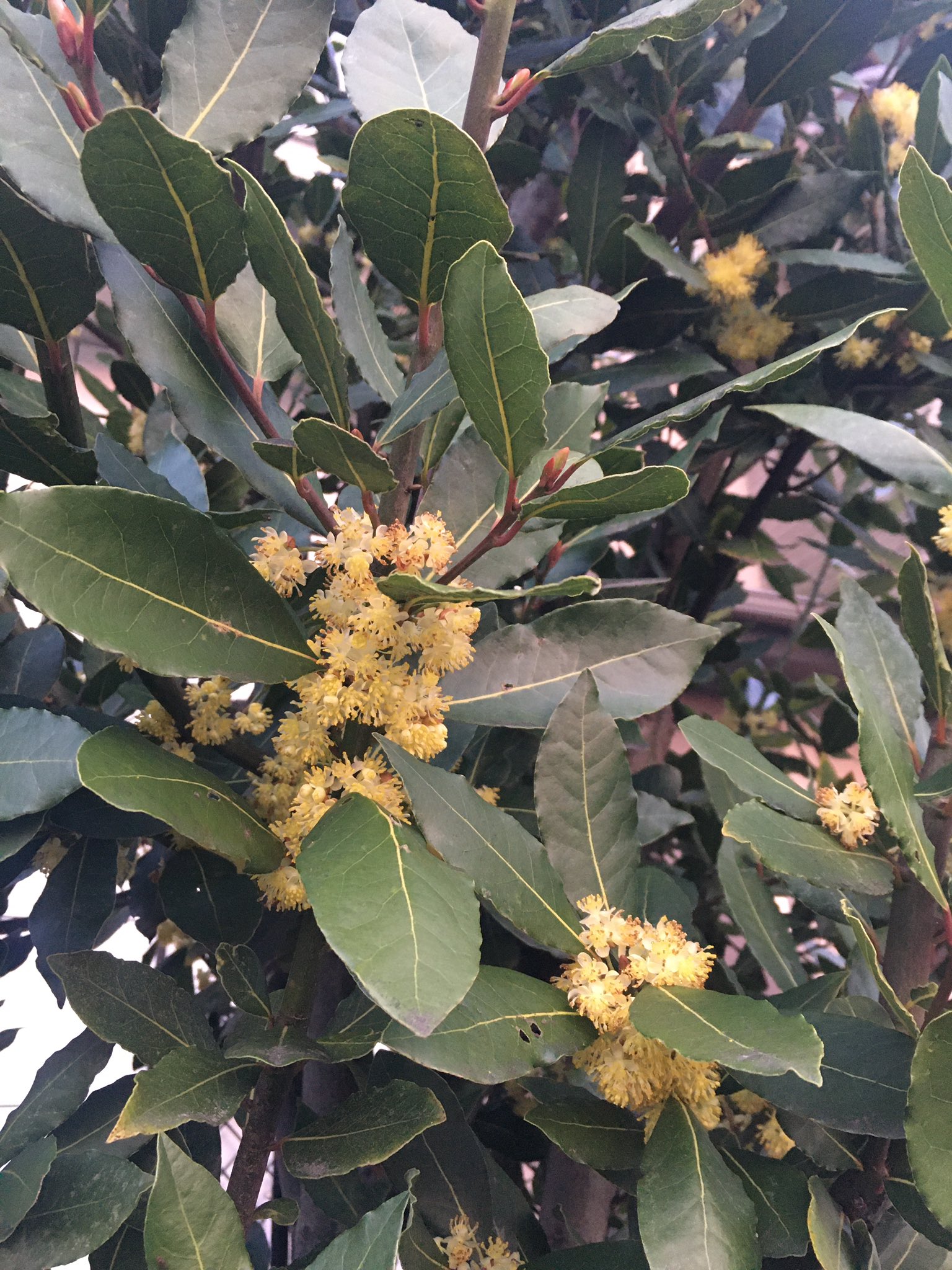 ひろデビル 収穫した月桂樹 ローリエ を洗って干した 摘むのも剪定も疲れるけれど 花が咲き 切った所からまた芽が出てると 生命力を感じる 藤も伸び始め 桔梗の芽も出てた 苺も花が咲き 多肉植物も黄色い花も蕾も付けてた 春が来ているね