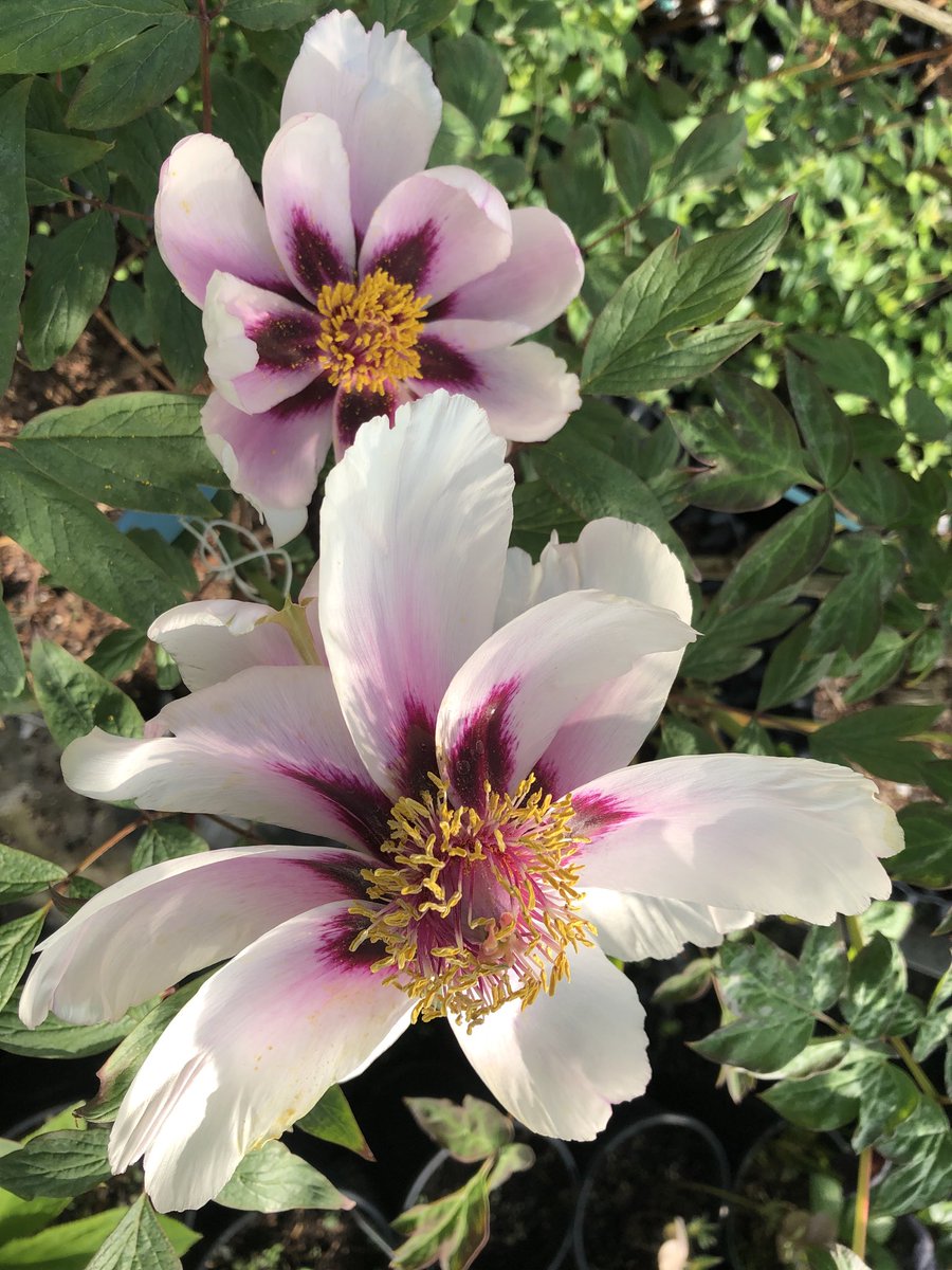 Botanic Nursery tweet media
