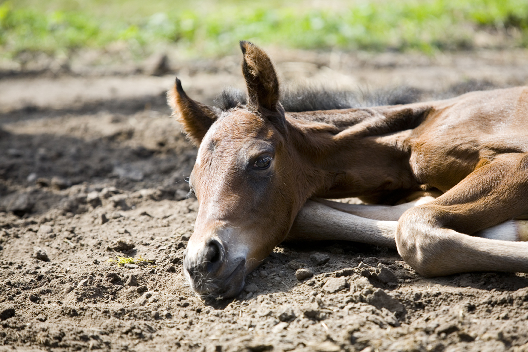 Dood veulen in kanaal, politie zoekt getuigen: Gisteren is in Assen een dood veulen aangetroffen in een kanaal.