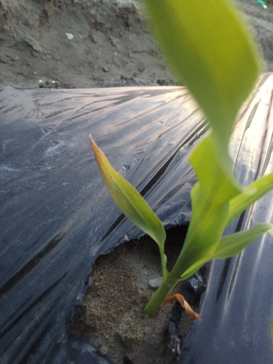 あきちゃんの野菜 ジャガイモの葉っぱが縮れてる とうもろこし葉のが先から枯れてきてる 対処法やどう言う病気かわかる人いたら 教えてください お願いします ジャガイモ トウモロコシ ジャガイモ病気 とうもろこし病気 教えてください あきちゃんの野菜 ジャガイモの葉っぱが縮れてる とうもろこし葉のが先から枯れてきてる 対処法やどう言う病気かわかる人いたら 教えてください お願いします ジャガイモ トウモロコシ ジャガイモ病気 とうもろこし病気 教えてください