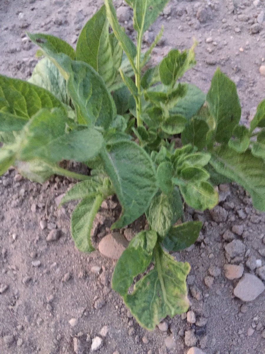 あきちゃんの野菜 ジャガイモの葉っぱが縮れてる とうもろこし葉のが先から枯れてきてる 対処法やどう言う病気かわかる人いたら 教えてください お願いします ジャガイモ トウモロコシ ジャガイモ病気 とうもろこし病気 教えてください あきちゃんの野菜 ジャガイモの葉っぱが縮れてる とうもろこし葉のが先から枯れてきてる 対処法やどう言う病気かわかる人いたら 教えてください お願いします ジャガイモ トウモロコシ ジャガイモ病気 とうもろこし病気 教えてください