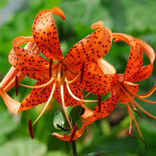 Jungkook's birth flower is the Tiger lily. Fierce on the outside but with a soft meaning: please love me. No one can help but love JK, no need to ask.