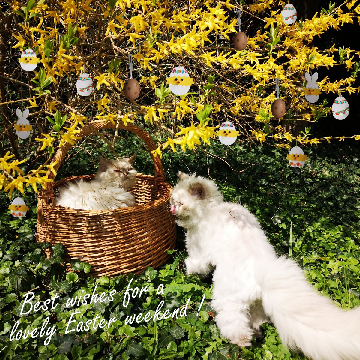VetWelding's tweet photo. VetWelding wishes you a lovely Easter weekend. 🐰🐣 Tinka and Lani are looking forward to spend the long weekend with their owner Martina, VetWelding's Head of R&amp;D.
#happyeaster #stayhome
 #stayhealthy #staypositive #vetwelding #revolutionizinganimalorthopedics https://t.co/otGW2N1biA