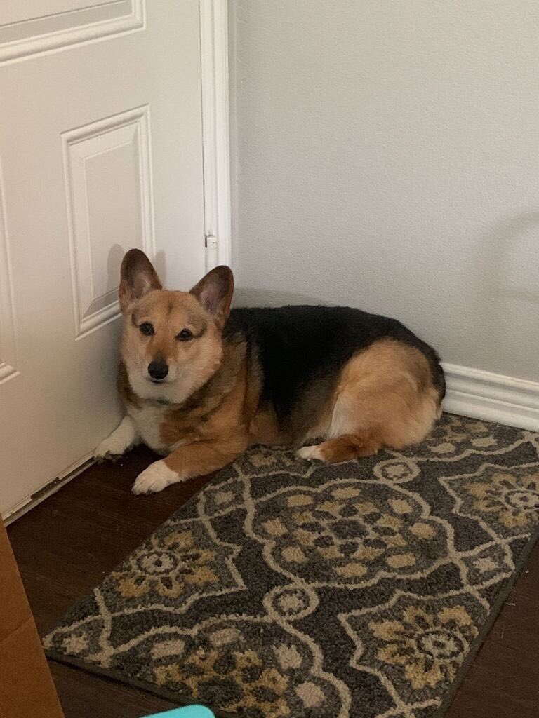 RTAnimDogs's tweet image. Hey @LarissaAngus. You are home, why aren’t you petting me??? ):