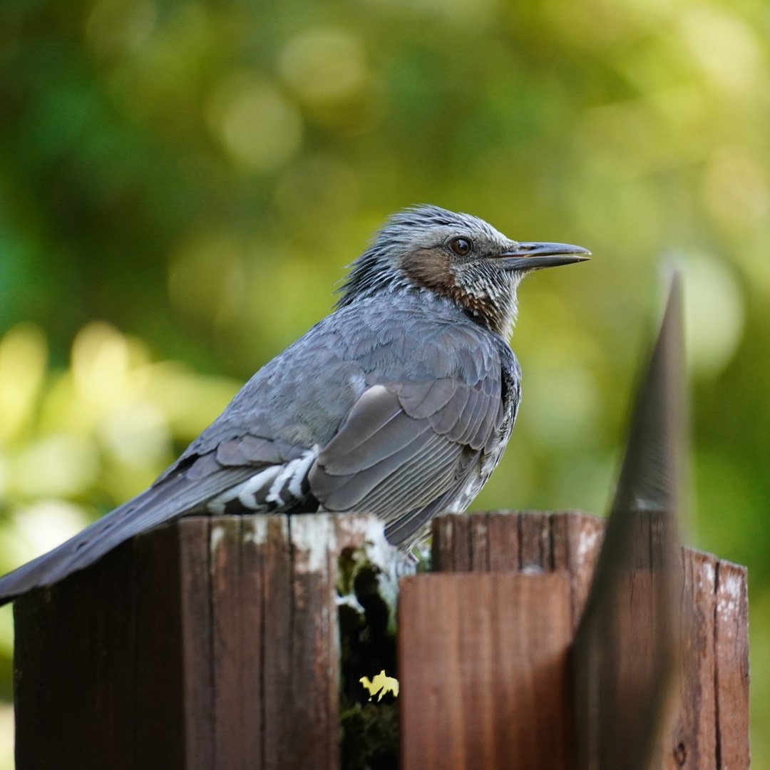 mm Twitter Search Twitter