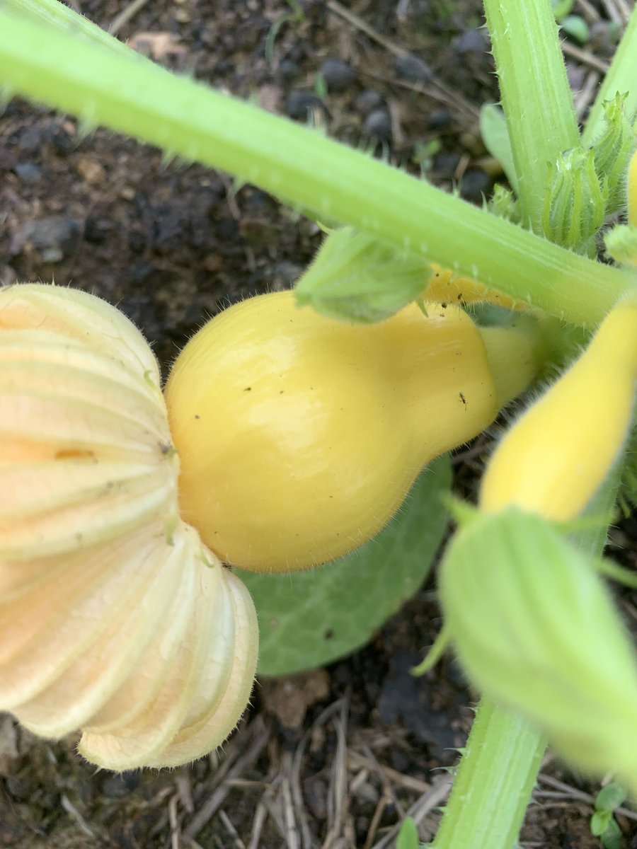 Smith's Nature Friendly Farm tweet media
