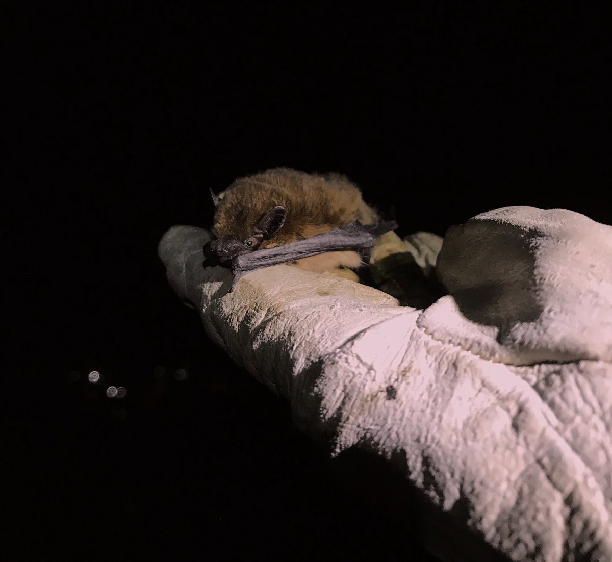 LondonBatGroup's tweet photo. We’ve just posted this sweet bat loaf on our Instagram (follow us https://t.co/7TybJxFuYa) but had to share here (not a recent photo, but from last year’s survey season 🥰🦇) #londonbats #wildlondon #londonbatgroup https://t.co/Dwr2iPgiLY