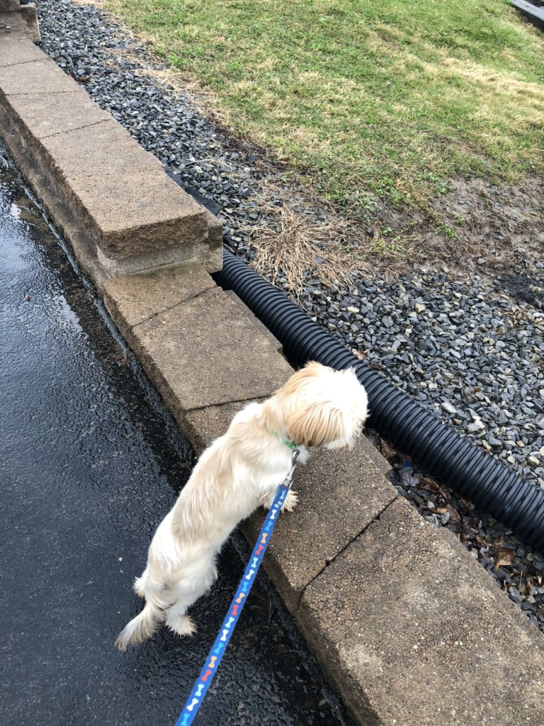 TWizardLibrary's tweet photo. One day last week Chewie went for a walk by the boat launch area.  He saw a boat 🚣‍♀️ and try as he may he could not get to it.  The captain 👩‍✈️ of the boat honked and waved hello.  Now every day Chewie walks down to the boat launch area waiting for a ride https://t.co/taR6KzlAzB