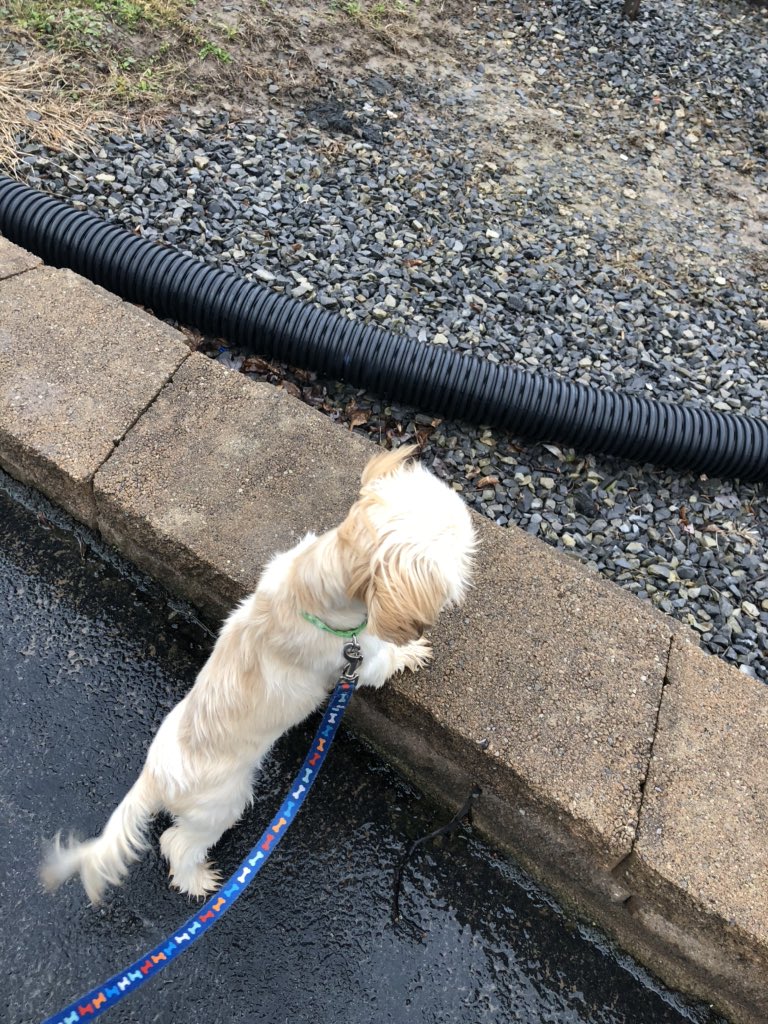 TWizardLibrary's tweet photo. One day last week Chewie went for a walk by the boat launch area.  He saw a boat 🚣‍♀️ and try as he may he could not get to it.  The captain 👩‍✈️ of the boat honked and waved hello.  Now every day Chewie walks down to the boat launch area waiting for a ride https://t.co/taR6KzlAzB